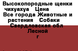 Высокопородные щенки чихуахуа › Цена ­ 25 000 - Все города Животные и растения » Собаки   . Свердловская обл.,Лесной г.